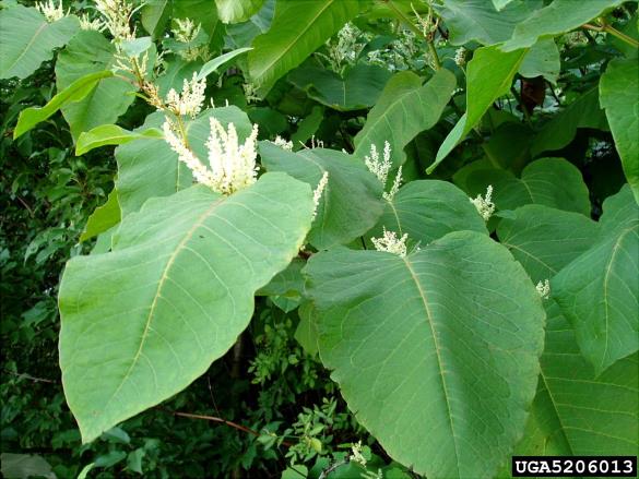 sahalinski dresnik (<i>Fallopia sachalinensis</i>)