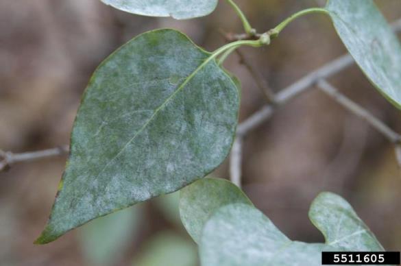 <em>Erysiphe penicillata</em>