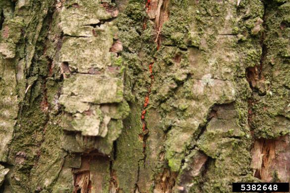 <i>Cryphonectria parasitica</i>