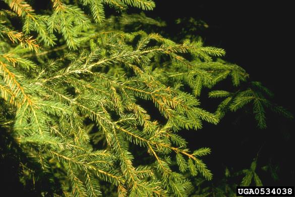 <i>Lophodermium piceae</i> na <i>Picea abies</i>