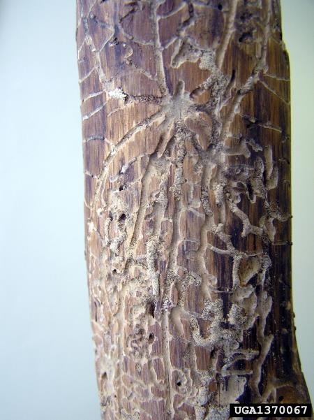 ostrozobi borov lubadar (<i>Ips acuminatus</i>) na <i>Pinus sylvestris</i>