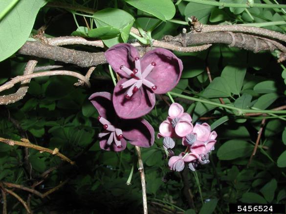 <i>Akebia quinata</i>