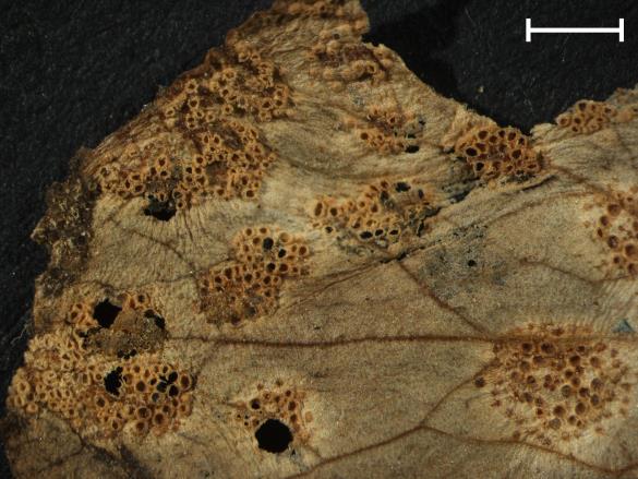 Aecidium ficariae