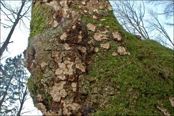 Stereum rugosum