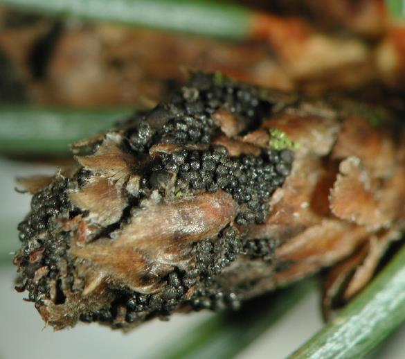 Odmiranje brstov bodeče smreke