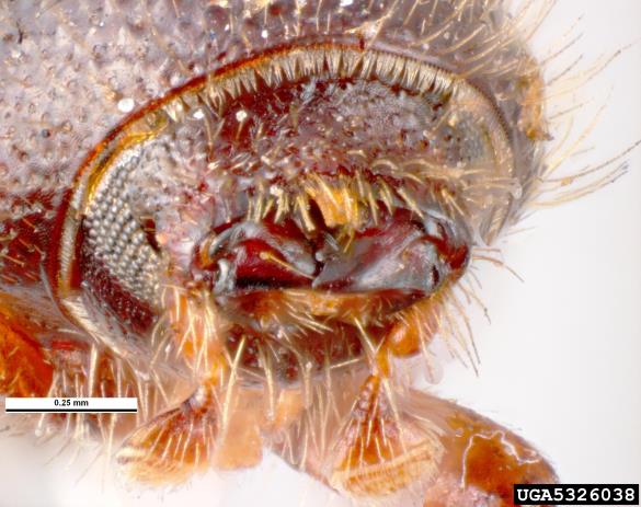 <i>Orthotomicus laricis</i>
