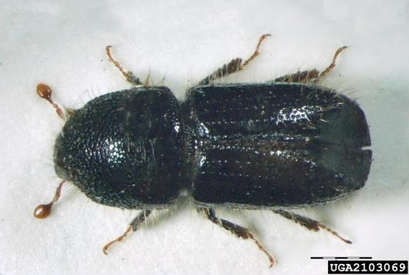 osmerozobi smrekov lubadar ali knaver (<i>Ips typographus</i>)