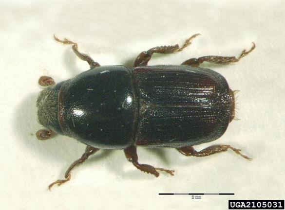 veliki brestov beljavar (<i>Scolytus scolytus</i>)