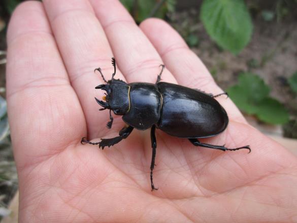 veliki rogač (<i>Lucanus cervus</i>) 