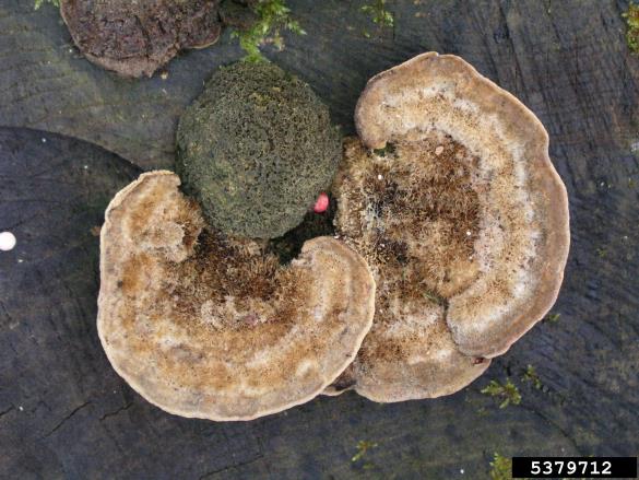 <i>Trametes hirsuta</i> na <i>Quercus</i> spp.