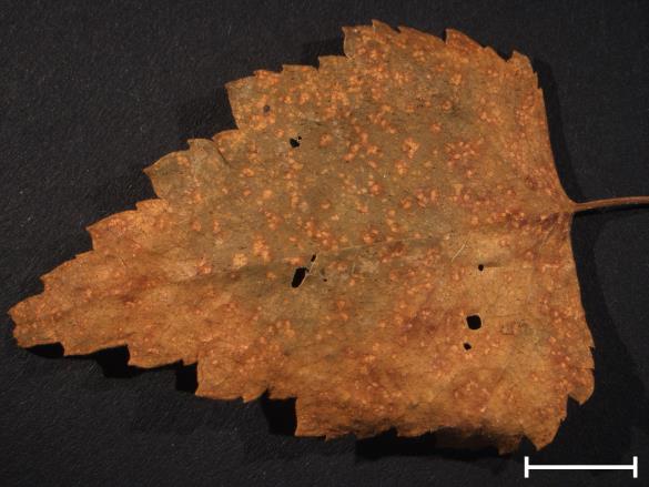 Melampsora betulina