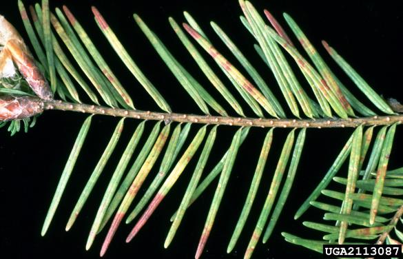 sajasti osip duglazije (<i>Phaeocryptopus gaeumannii</i>) na <i>Pseudotsuga menziesii</i>