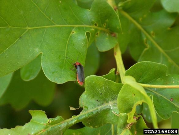 rjava sneženka (<i>Cantharis fusca</i>) na <i>Quercus petraea</i>