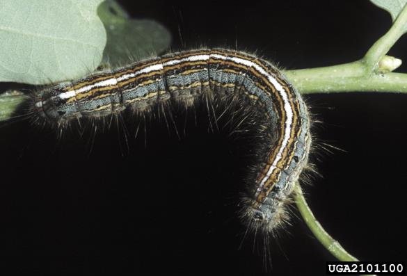 prstaničar (<i>Malacosoma neustria</i>) na <i>Quercus</i> spp.