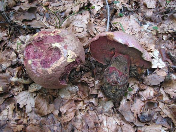 Boletus rhodopurpureus