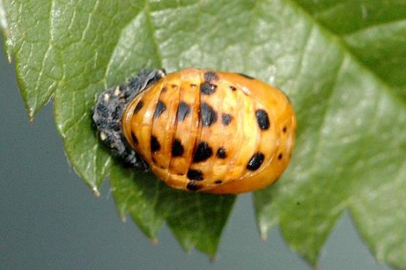 sedmeropikčasta polonica