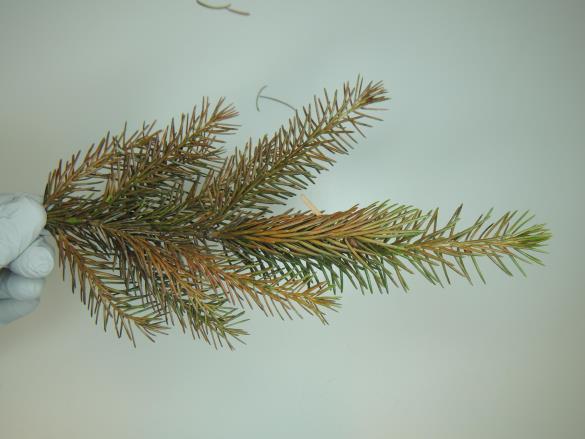 <i>Rhizosphaera pini</i> na smreki
