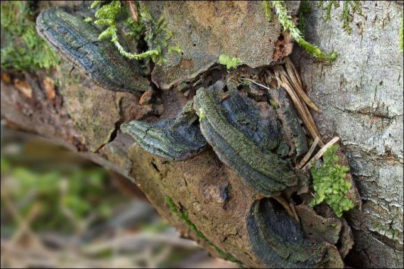 Phellinus conchatus
