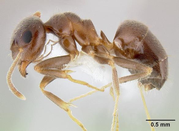 Lasius niger