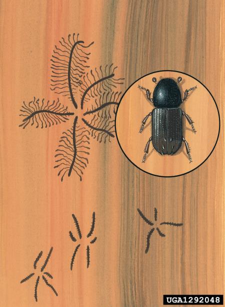 šesterozobi smrekov lubadar ali mali smrekov lubadar (<i>Pityogenes chalcographus</i>)