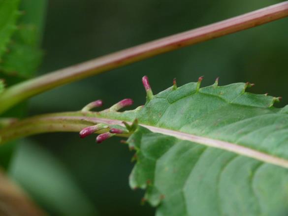 <i>Impatiens glandulifera</i>