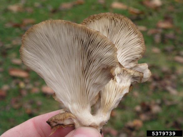 bukov ostrigar (<i>Pleurotus ostreatus</i>) na <i>Salix</i> spp.