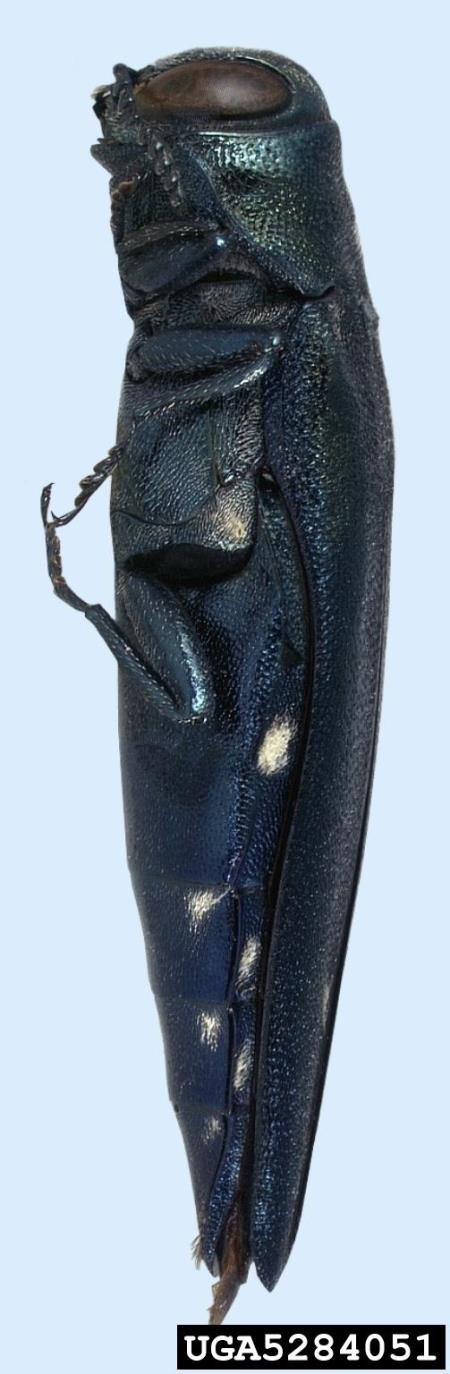 <i>Agrilus biguttatus</i>