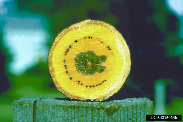 hrastova uvelost (<i>Ceratocystis fagacearum</i>) na <i>Quercus</i> spp.