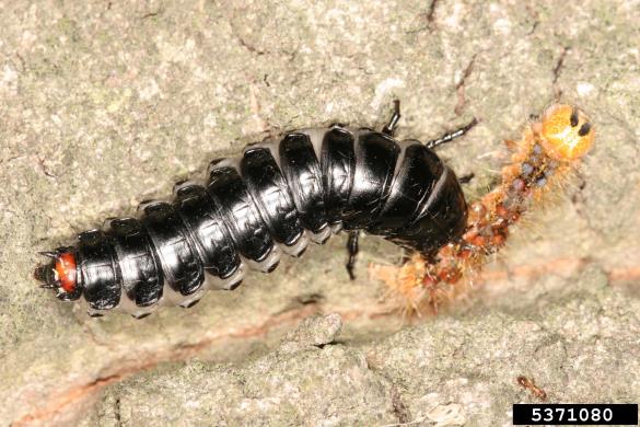 veliki moškatnik (<i>Calosoma sycophanta</i>) na <i>Lymantria dispar</i>