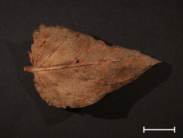 Coleosporium euphrasiae 
