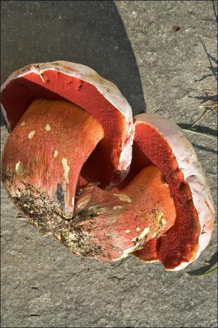Boletus rhodoxanthus