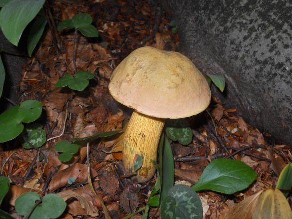 Boletus luridus