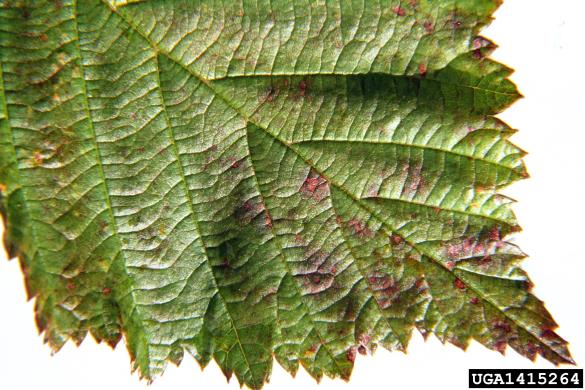 <i>Melampsoridium betulinum</i> na <i>Alnus incana</i>