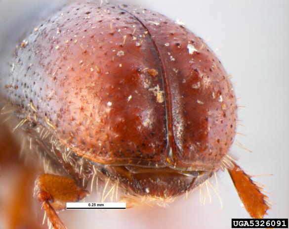 dvozobi borov lubadar (<i>Pityogenes bidentatus</i>)