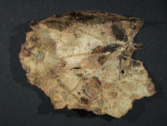Aecidium tussilaginis