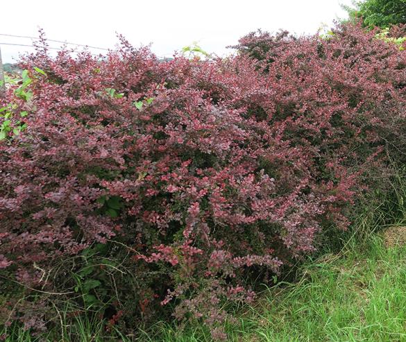 <i>Berberis thunbergii</i>