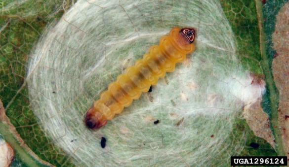 hrastov molj (<i>Tischeria ekebladella</i>)