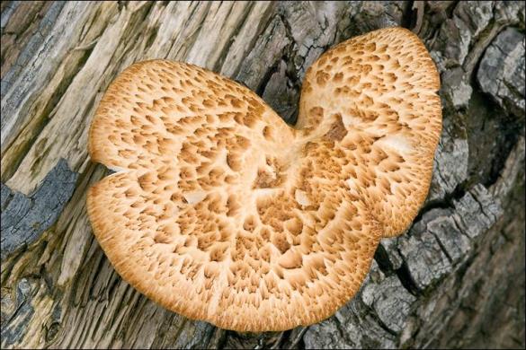 Polyporus alveolaris