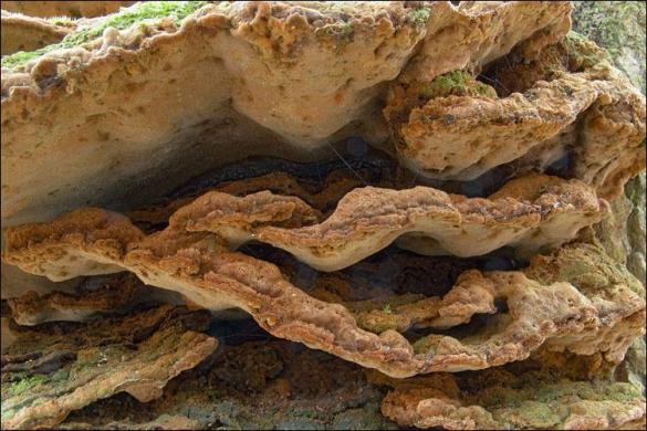 Phellinus ribis