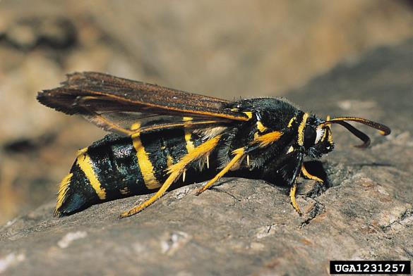 mali topolov steklokrilec (<i>Sciapteron tabaniformis</i>)