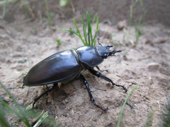 veliki rogač (<i>Lucanus cervus</i>) 