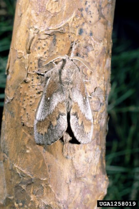 borov veščec (<i>Dendrolimus pini</i>)