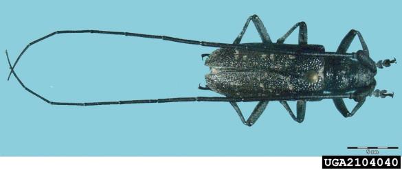 krojaček (<i>Monochamus sartor</i>)