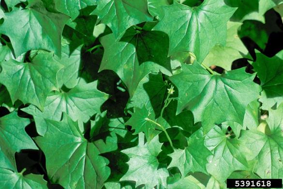 <i>Delairea odorata</i>