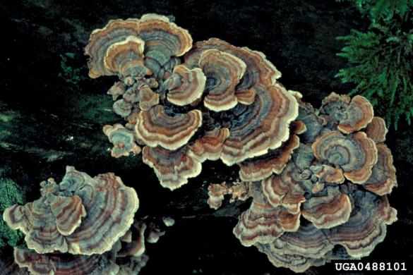 pisana ploskocevka (<i>Trametes versicolor</i>)