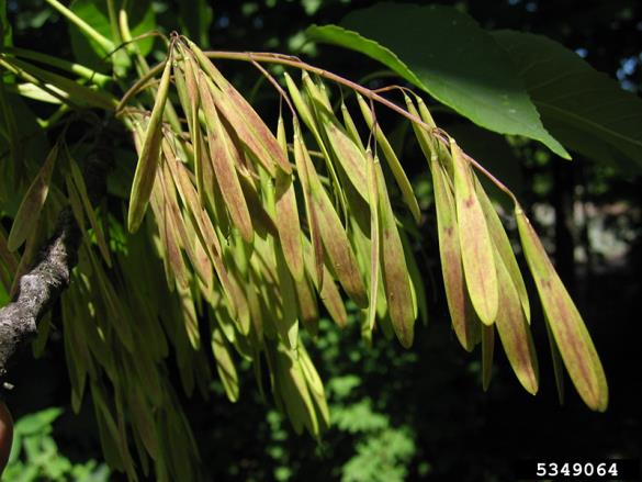 <i>Fraxinus americana</i>