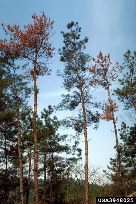 borova ogorčica (<i>Bursaphelenchus xylophilus</i>) na <i>Pinus massoniana</i>