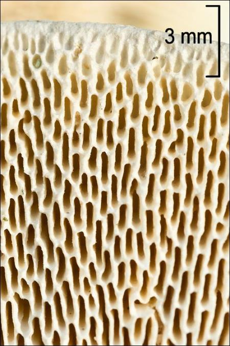 Trametes gibbosa