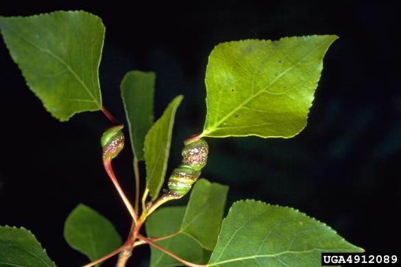 <i>Pemphigus spirothecae</i> na <i>Populus</i> spp.