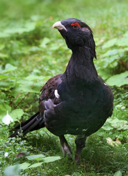 divji petelin